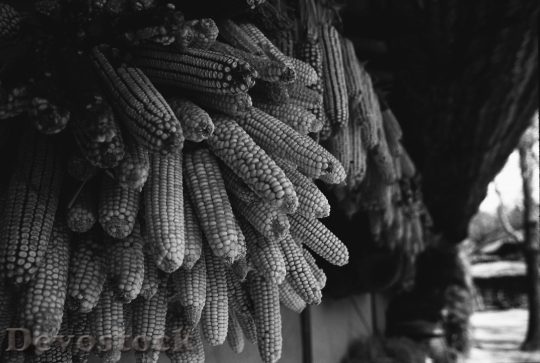 Devostock Drying Corn Hung Under