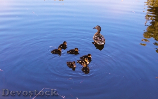 Devostock Duck Cannetons Family Ducks