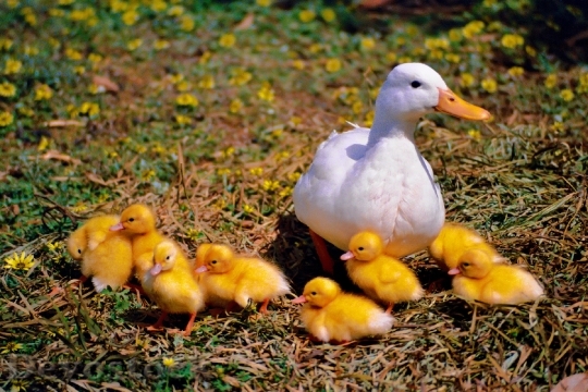 Devostock Duck Chicken Family 1018913