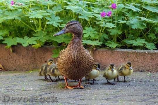 Devostock Duck Duck Family Chicks