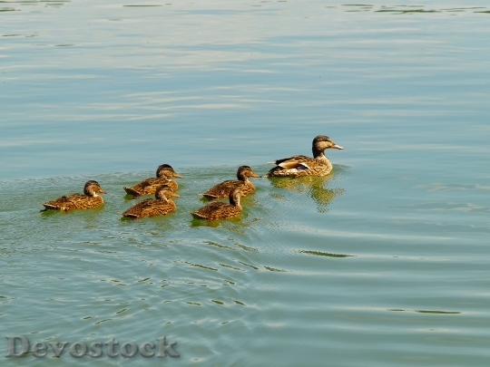 Devostock Duck Ducklings Bird Family