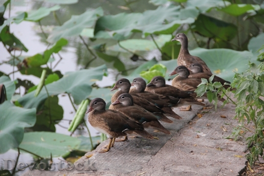 Devostock Duck Ducks Animal Nature