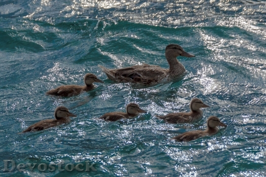 Devostock Ducks Back Light Water
