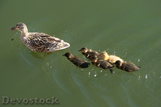 Devostock Ducks Mother Ducklings Babies 0