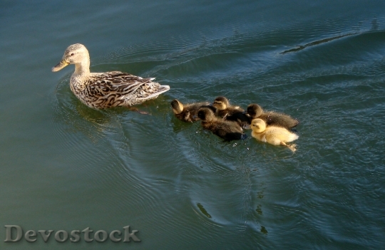 Devostock Ducks Mother Ducklings Babies