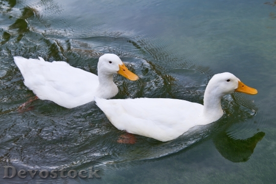 Devostock Ducks Water Animal White