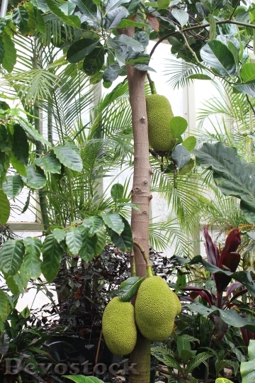 Devostock Durian Jack Fruit Tree