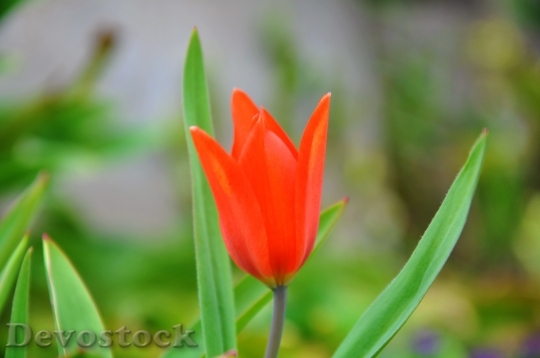 Devostock Dwarf Tulip Flower Spring