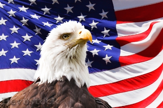 Devostock Eagle America Flag Bird