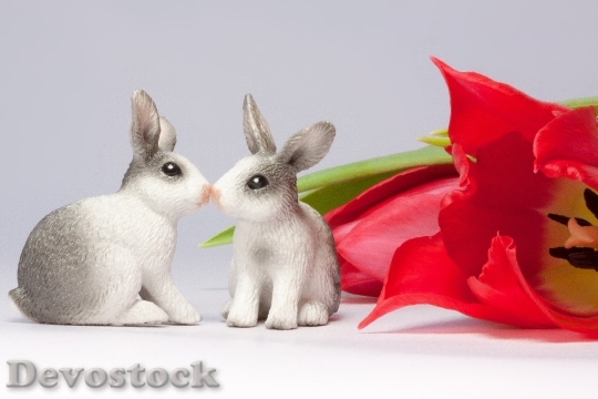 Devostock Easter Bunny Kiss Spring