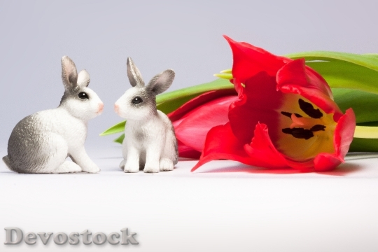 Devostock Easter Bunny Tulip Spring