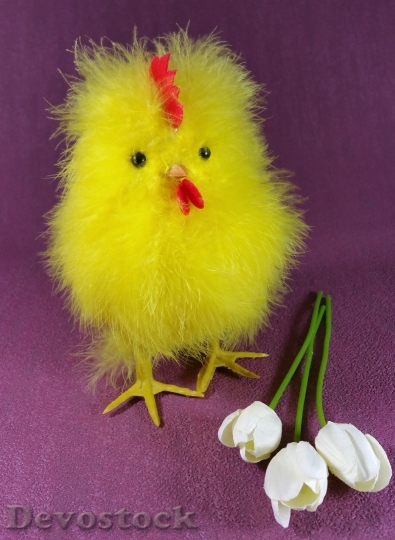Devostock Easter Chicks Chicken Hahn 1
