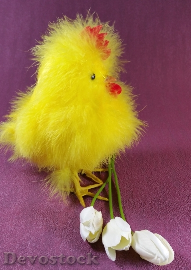 Devostock Easter Chicks Chicken Hahn