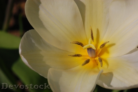 Devostock Easter Tulip Spring Bloom
