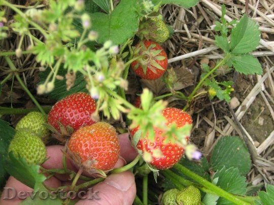 Devostock Edbeere Strawberries Picked Fruit