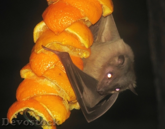 Devostock Egyptian Fruitbat Bat Fruitbat
