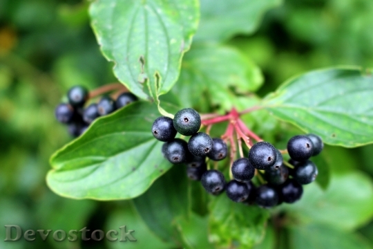 Devostock Elder Berries Elderberries Plant
