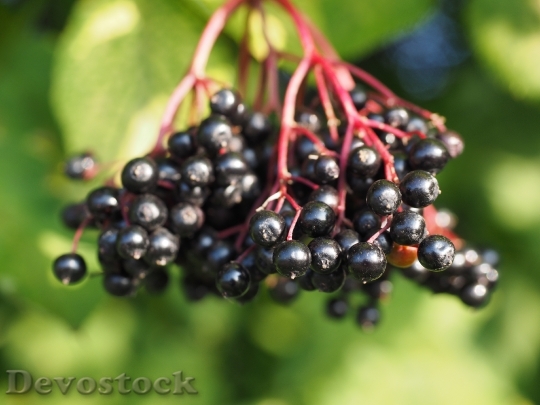 Devostock Elder Elderberries Berries Fruits
