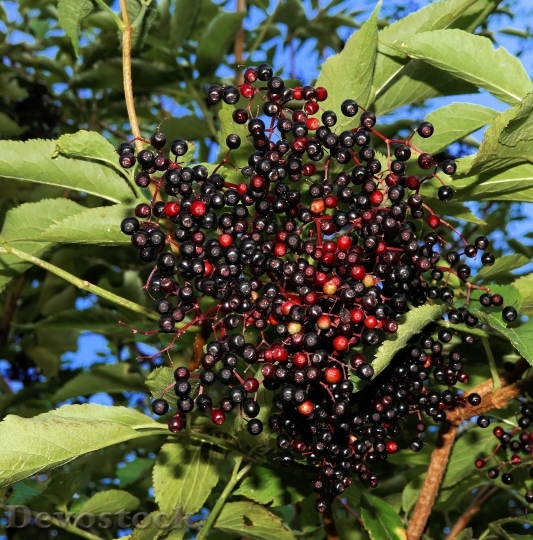 Devostock Elderberries Black Elderberry 418753