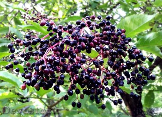 Devostock Elderberry Plant Tree Fruit