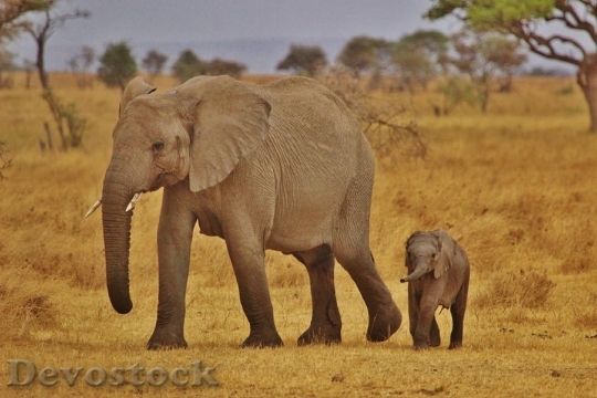 Devostock Elephant Babies Elephant Family 0