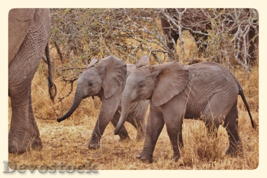 Devostock Elephant Babies Elephant Family 1