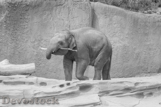 Devostock Elephant Black White Young