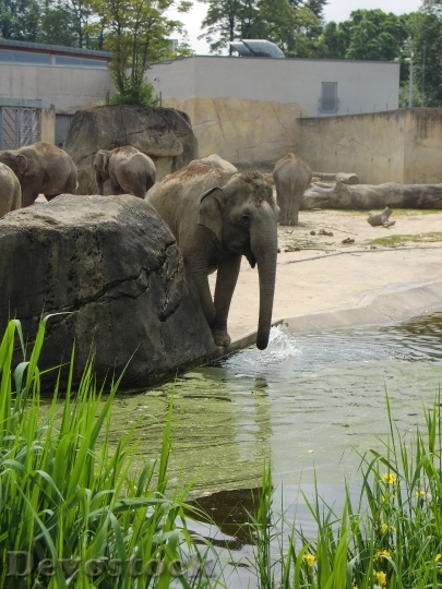 Devostock Elephant Elephant Family 1022310