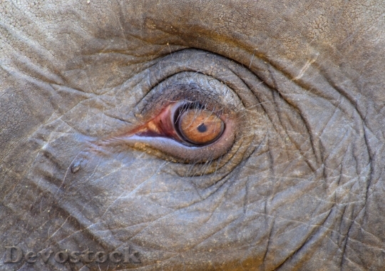 Devostock Elephant Eye Tears Sad