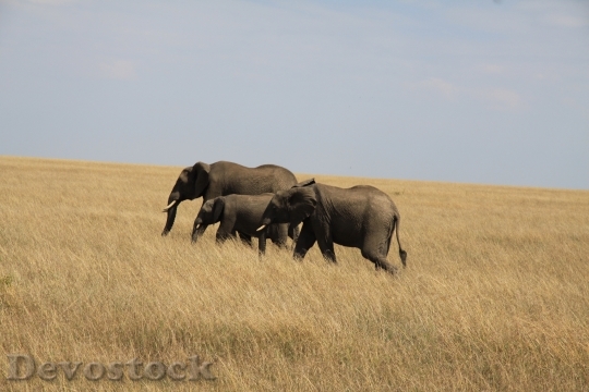 Devostock Elephant Family Africa Kenya
