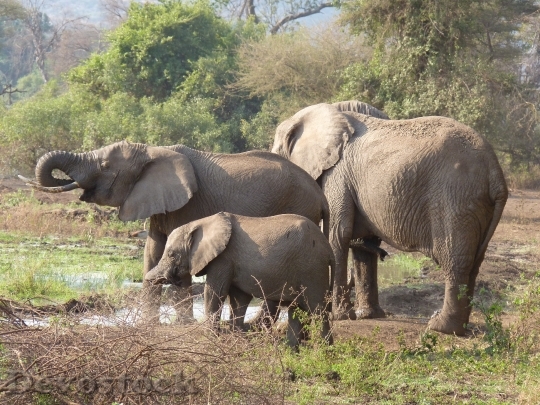 Devostock Elephant Family Elephant Africa