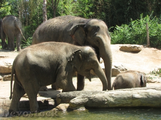 Devostock Elephant Family Zoo 979608