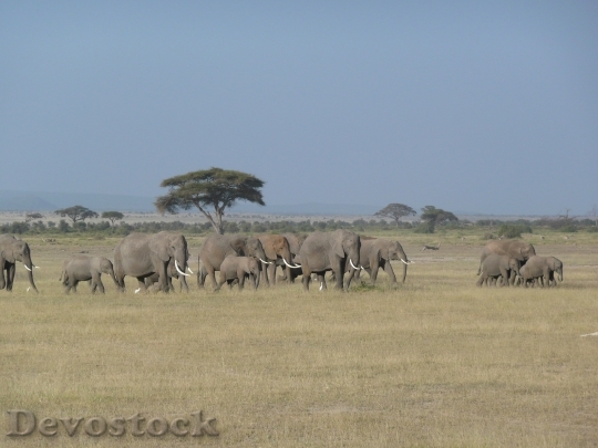 Devostock Elephant Kenya Wild Wildlife