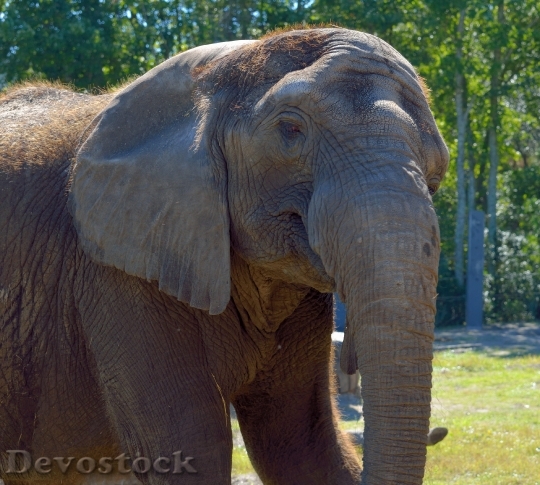 Devostock Elephant Large Animal Mammal 1