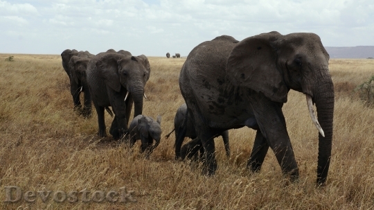 Devostock Elephant Serengeti National Park