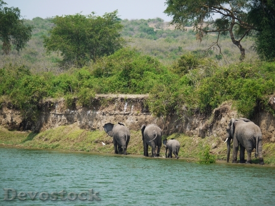 Devostock Elephant Uganda Bluff Refreshment