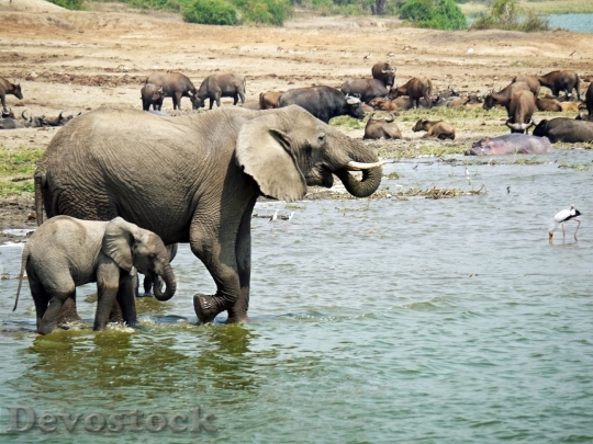 Devostock Elephant Uganda Joy Water