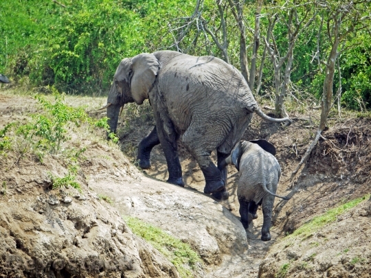 Devostock Elephant Uganda Upward Climb