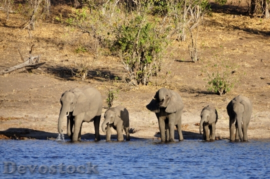 Devostock Elephant Water Elephant 73138