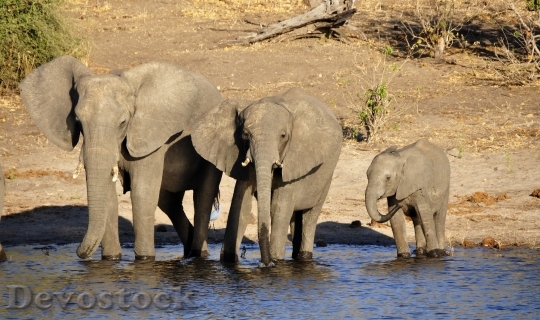 Devostock Elephant Water Elephant 73139