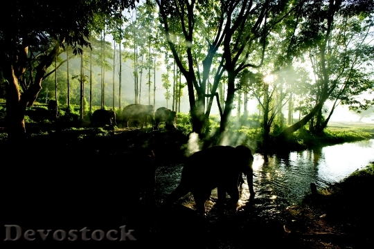 Devostock Elephant Water Mist Wild 0