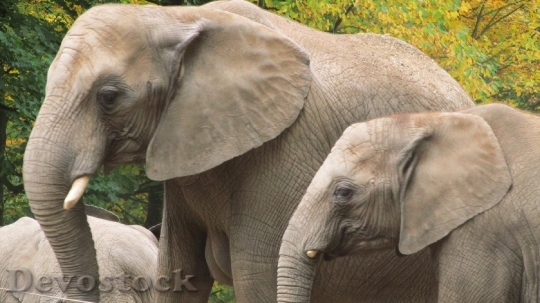 Devostock Elephant Wuppertal Zoo 947592