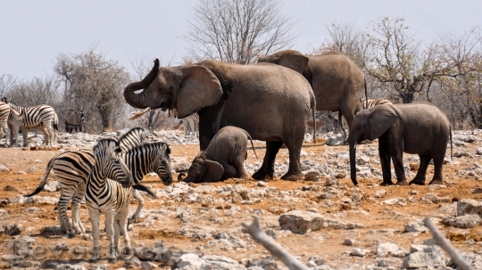 Devostock Elephant Zebra Africa Namibia