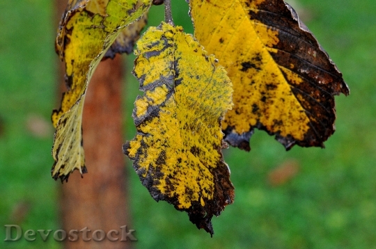 Devostock Elm Leaf Leaves Autumn