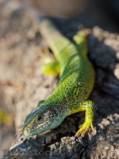 Devostock Emerald Lizard Reptile 1284457