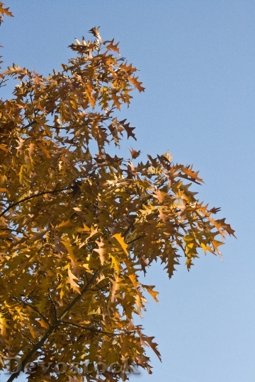 Devostock Emerge Leaves Oak October
