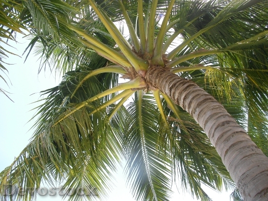 Devostock Endless Summer Palm Fruit