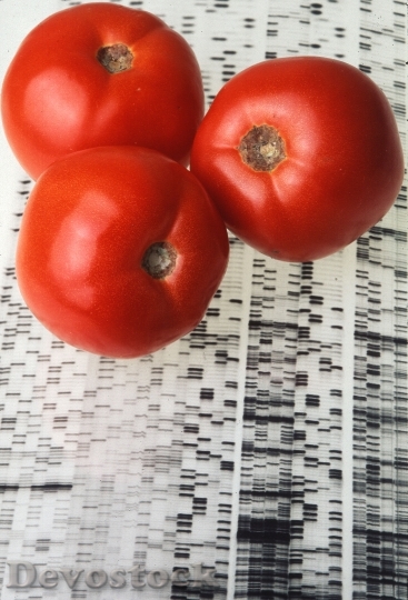 Devostock Endless Summer Tomatoes On