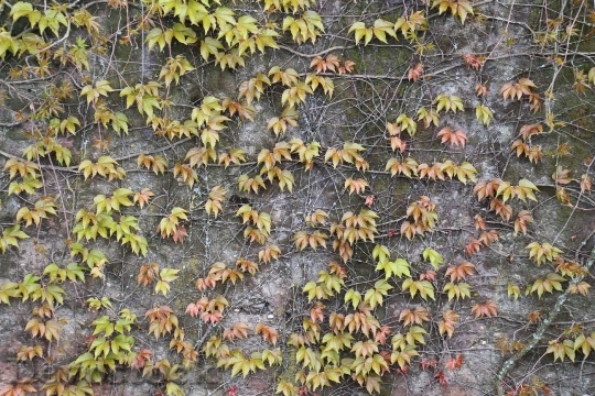 Devostock Entwine Leaves Autumn Nature