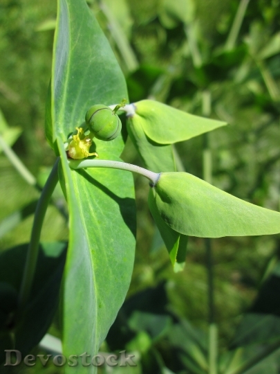 Devostock Euphorbia Lathyris Caper Spurge